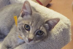 Picture of Brulee