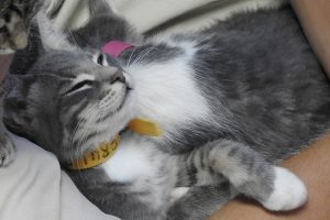 Picture of Brulee
