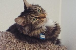 Picture of Cuddle Bug