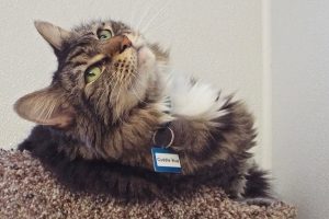 Picture of Cuddle Bug