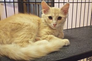 Baby Custard