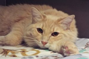 Picture of Custard