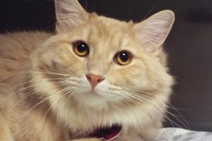 Picture of Custard