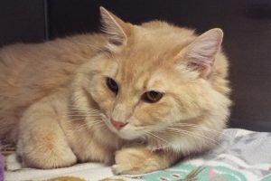 Picture of Custard