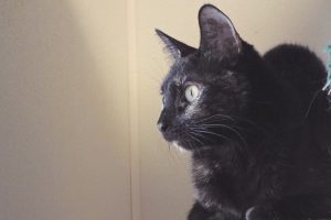 Picture of Gypsy
