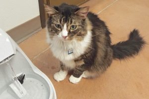 Picture of Holden