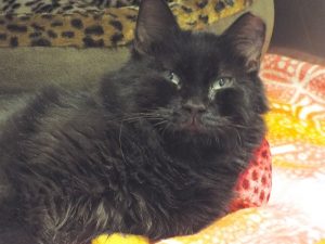 Picture of Luna Lou