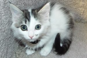 Picture of Marble