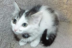Picture of Marble