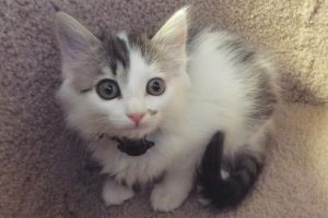 Picture of Marble