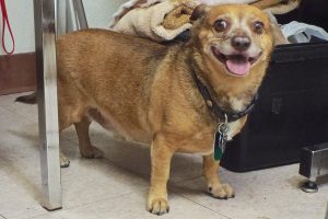 Picture of Mr. Buddy