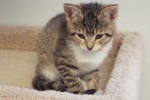Picture of Muffin