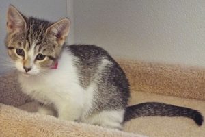 Picture of Pancake