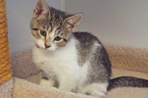 Picture of Pancake