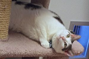 Picture of Phoebe