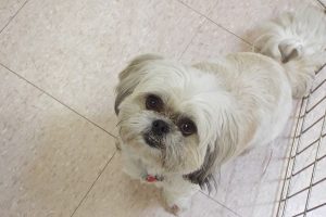 Picture of Phoebe