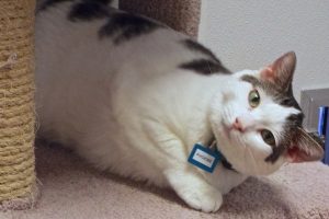 Picture of Phoebe