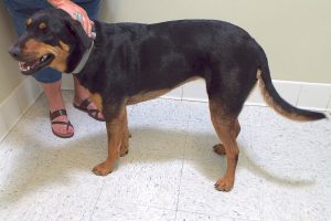 Picture of Roxie