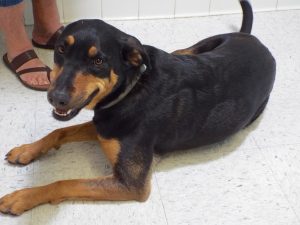Picture of Roxie