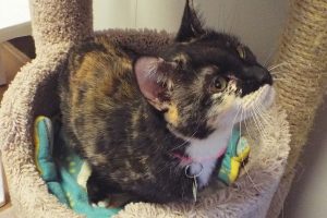 Picture of Savannah