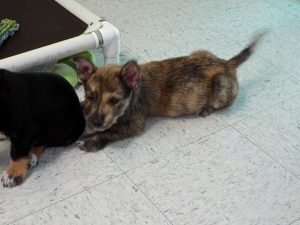 Picture of Sherbet