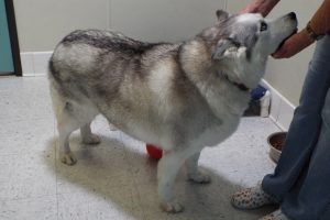 Picture of Suki