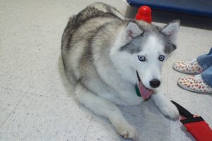 Picture of Suki