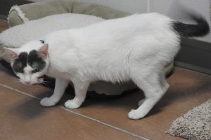 Picture of Tilly