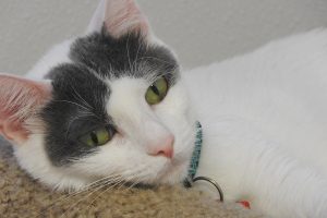 Picture of Tilly