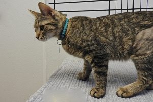Picture of Toby