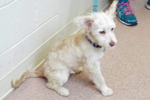 Picture of Apollo