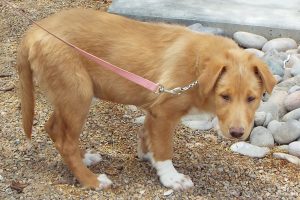 Picture of Bailey