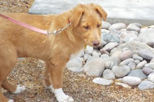 Picture of Bailey