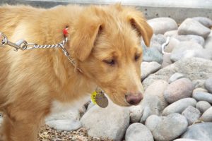 Picture of Bailey