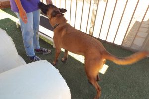 Picture of Bentley (CGC)