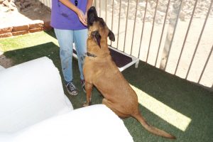 Picture of Bentley (CGC)