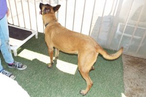 Picture of Bentley (CGC)