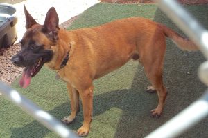 Picture of Bentley (CGC)