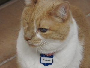 Picture of Blossom
