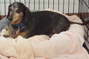Picture of Buster