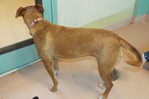 Picture of Caramel