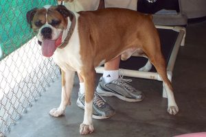 Picture of Chance