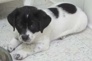 Picture of Chianti