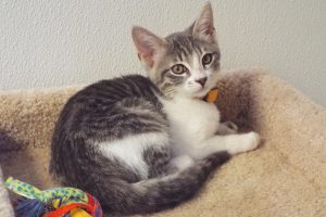 Picture of Cloudy