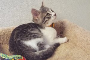 Picture of Cloudy