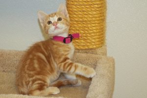 Picture of Chase