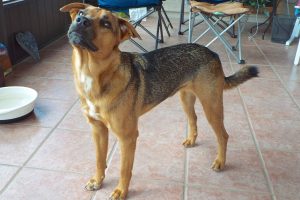 Picture of Dulce