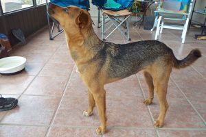 Picture of Dulce
