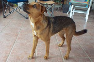 Picture of Dulce