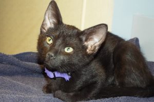 Baby Ebony